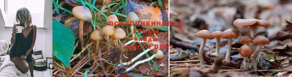 mdpv Медногорск